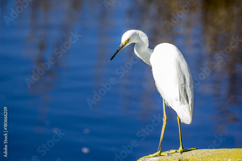 Bird in a lake