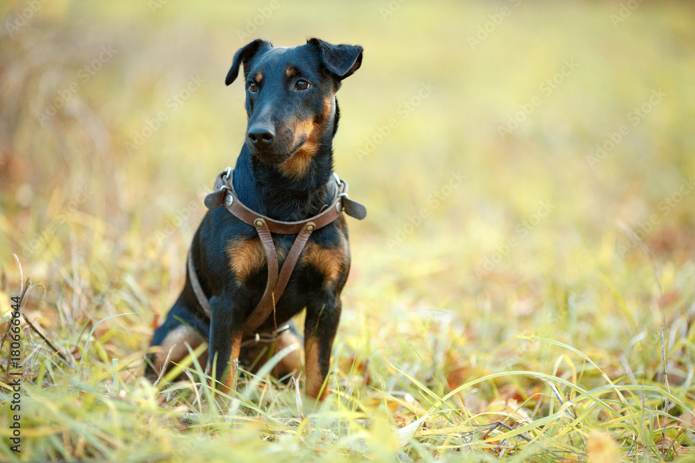 dog, forest, glade, walk, Yagdterrier, hunting, hunter, summer