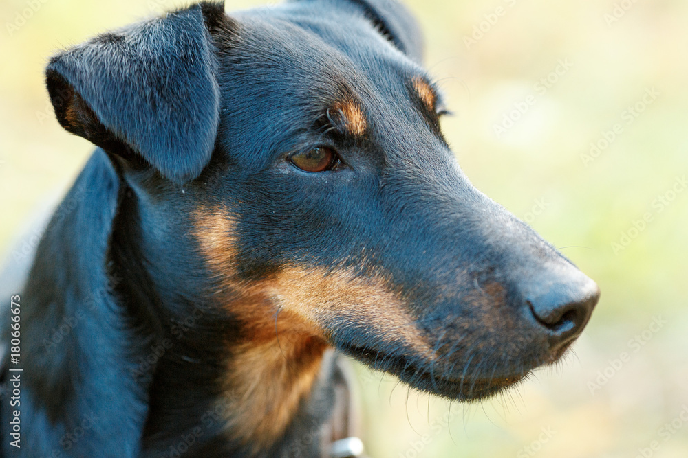 dog, forest, glade, walk, Yagdterrier, hunting, hunter, summer dog, forest, glade, walk, Yagdterrier, hunting, hunter, summer