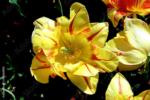Yellow Bloom photo