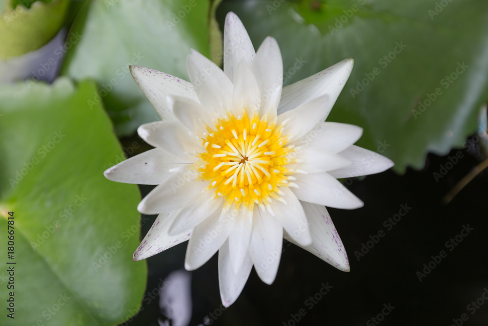 Close-up beautiful lotus flower, White lotus flower select focus blur or blurred soft focus, Lotus flower background Close-up beautiful lotus flower, White lotus flower select focus blur or blurred soft focus, Lotus flower background