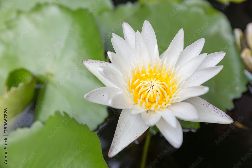 Beautiful lotus flower, White lotus flower select focus blur or blurred soft focus, Lotus flower background Beautiful lotus flower, White lotus flower select focus blur or blurred soft focus, Lotus flower background