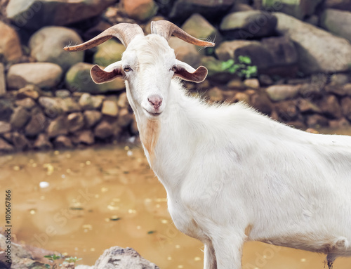 Billy goat grazing on farm in Thailand
