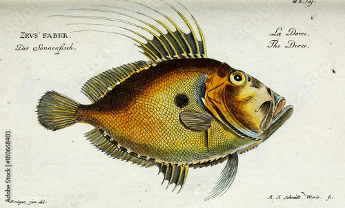 Illustration of a fish. photo