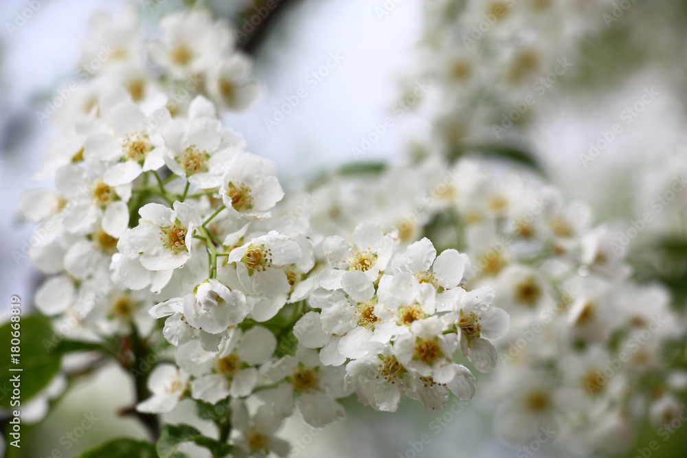 The bird cherry blossoms./Small white flowers of a fragrant bird cherry are covered by water drops. The bird cherry blossoms./Small white flowers of a fragrant bird cherry are covered by water drops.