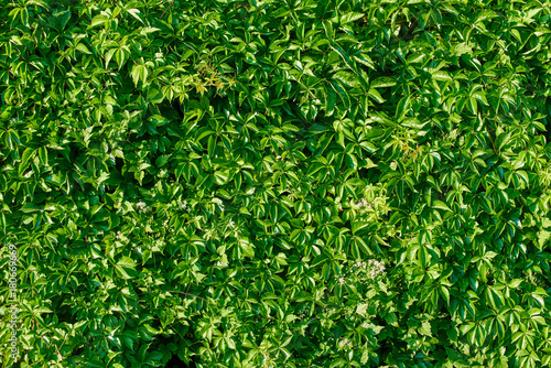 Green leaf background