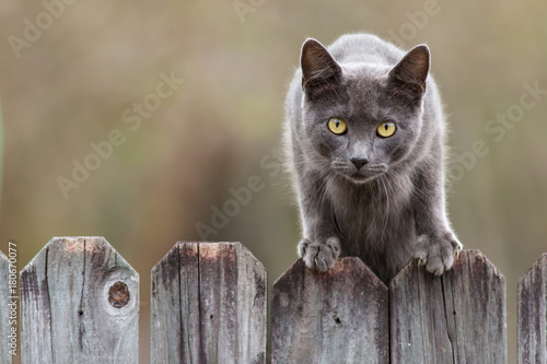 Stray cat with grey fur on a fence.