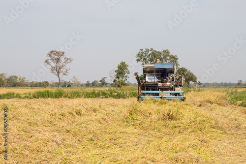 harvester rice machine on rice field  agriculture havester machine