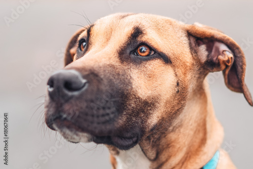 Large puppy with expressive eyes