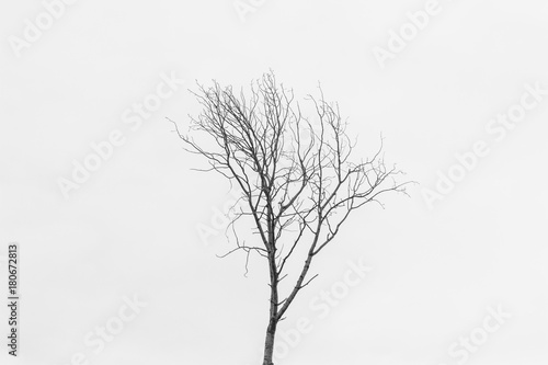 Lonely Tree © Josh