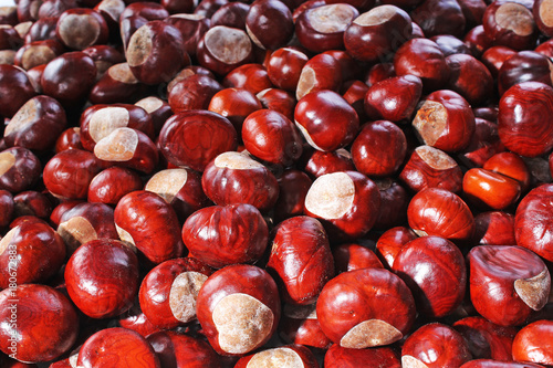 Tableau sur toile Wild chestnut chestnuts as texture patter backgrop background cover