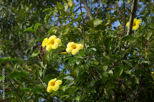 Wallpaper Mural  Yellow Allamanda flower  with green leaf Torontodigital.ca