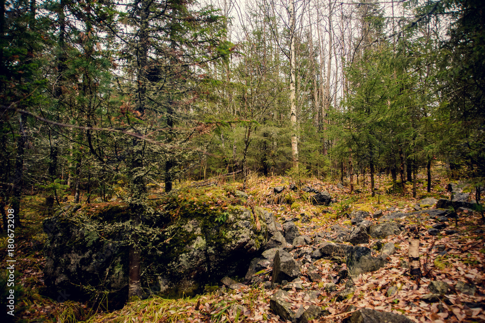 beauty morning's fog over the mystic forest