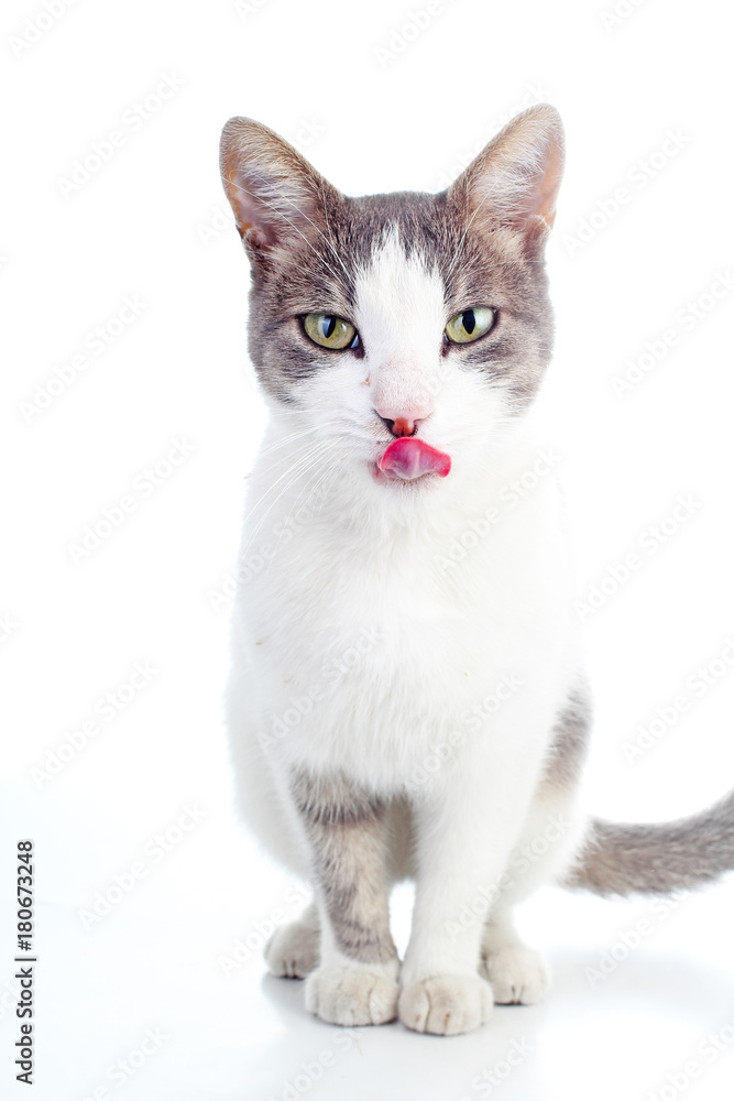 Cat licking on white.