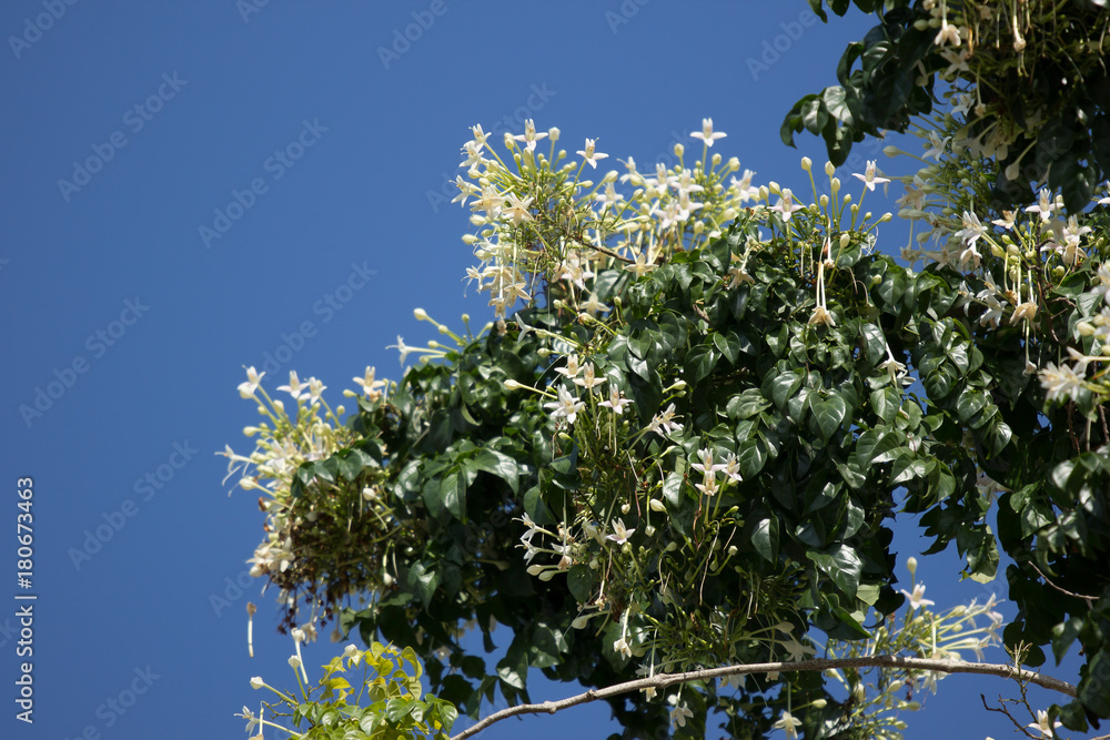 White flower Indian cork tree and green leaf background White flower Indian cork tree and green leaf background