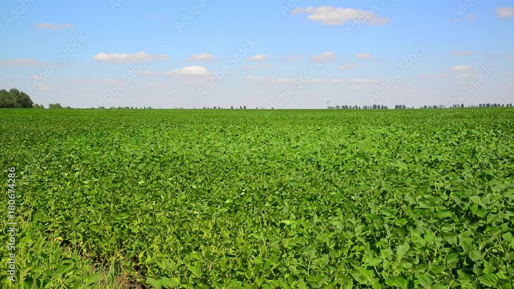 Green bean field on sunny day Green bean field on sunny day