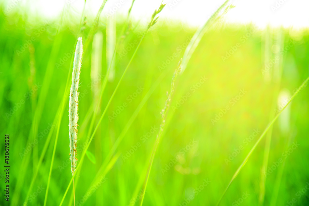 Obraz premium 荒川堤防 12