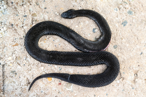 Kill a snake. A poisonous slaughtered snake lies on concrete.