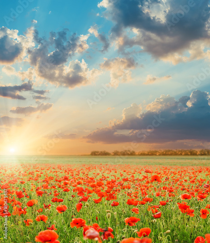 Fototapeta Naklejka Na Ścianę i Meble -  sunset in clouds over field with poppies