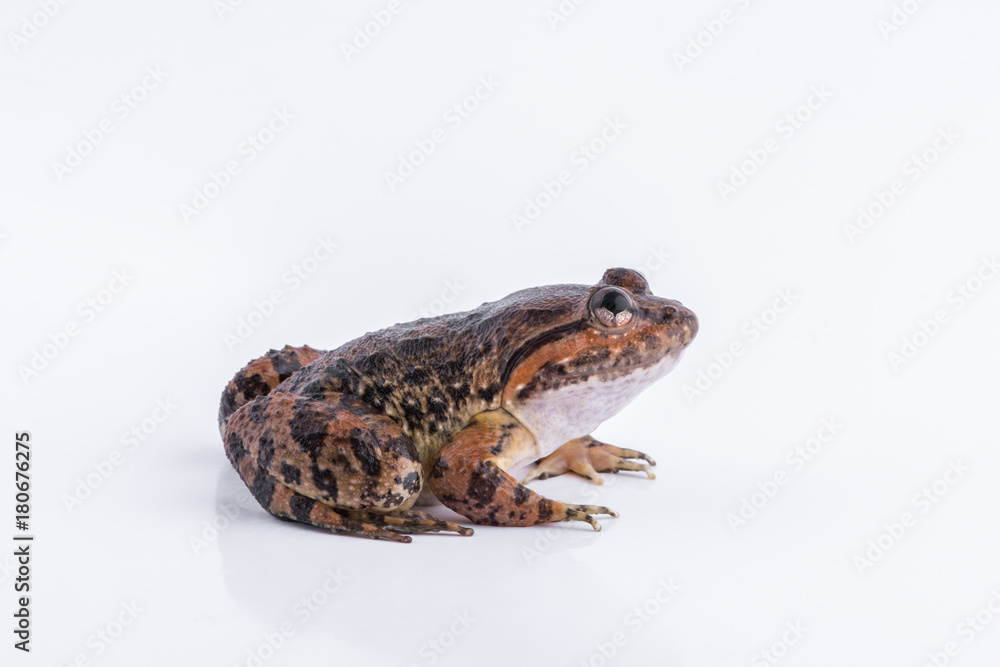 Limnonectes kuhlii (Tschudi, 1838) : frog on white background ,Amphibians of Thailand Limnonectes kuhlii (Tschudi, 1838) : frog on white background ,Amphibians of Thailand