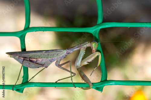 mantis on the green grid photo