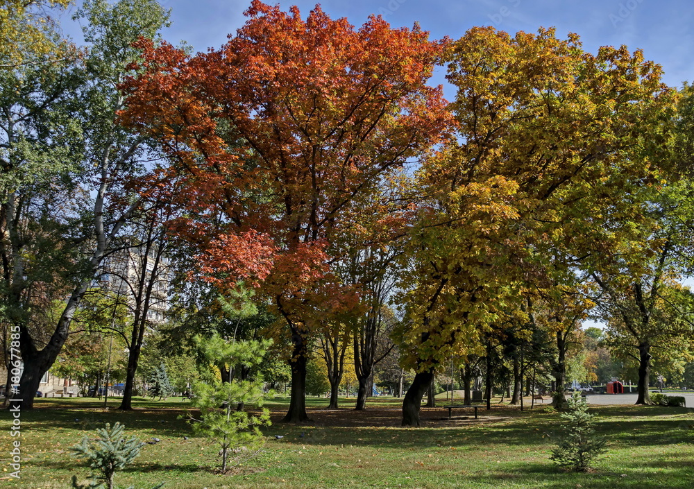 Popular Zaimov park  for rest and walk with autumnal yellow and red foliage, Oborishte district, Sofia, Bulgaria 