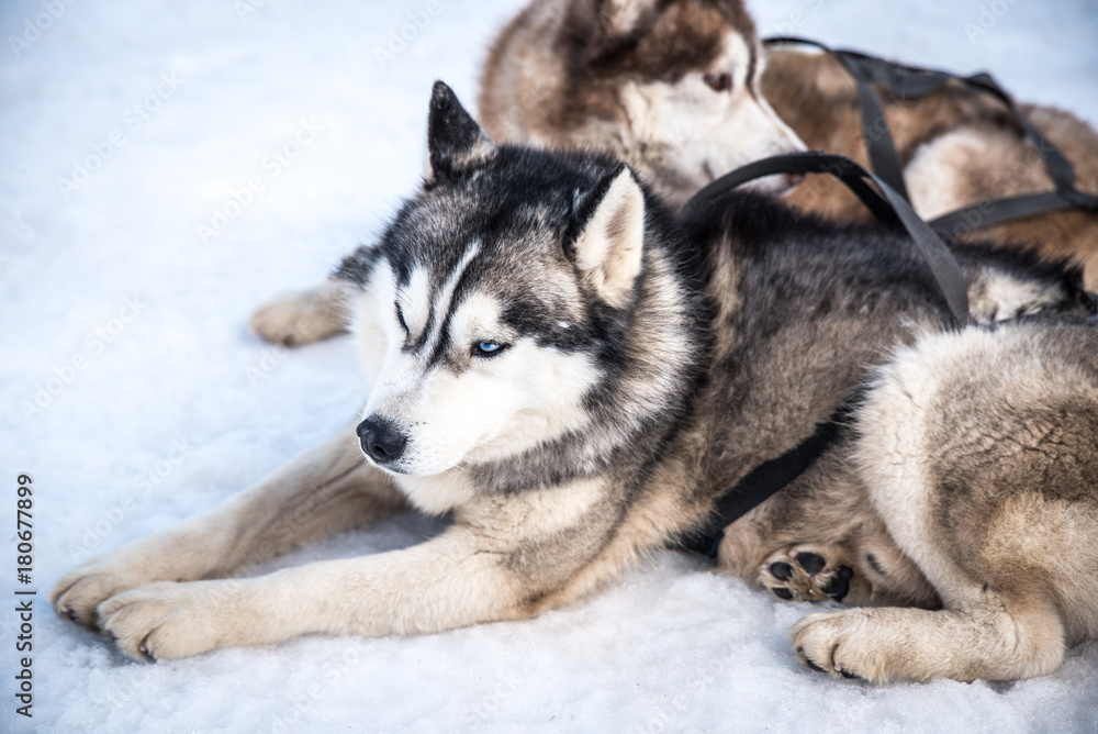 Sled Dogs