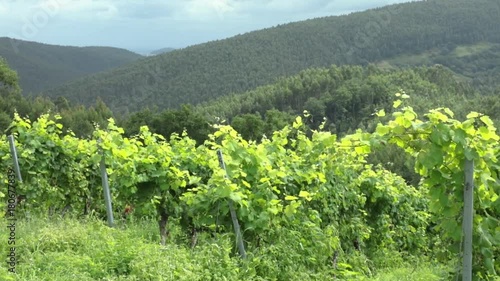 White wine grapes in vineyard, branches moving in wind