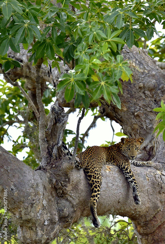 Leopard on a tree. The Sri Lankan leopard 
