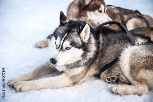 Sled Dogs © Kate