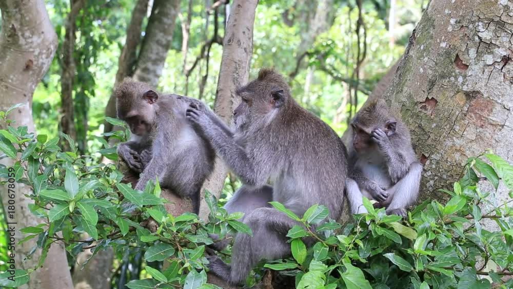 Monkey family at sacred monkey forest in Ubud, island Bali, Indonesia. Close up Monkey family at sacred monkey forest in Ubud, island Bali, Indonesia. Close up