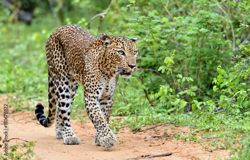 Leopard walking on a sand road. The Sri Lankan leopard 