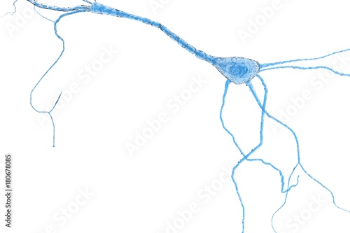 Neuron Cell, Neurons on white background, single neuron cell in human brain 3d rendering photo