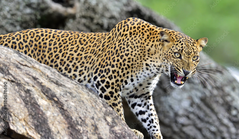 Leopard roaring on a rock. The Sri Lankan leopard female. Leopard roaring on a rock. The Sri Lankan leopard female.