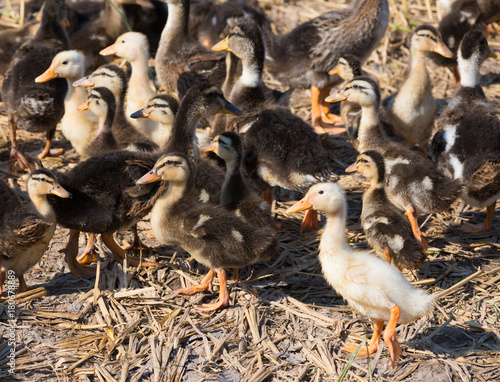 ducklings at duck farm
