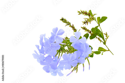 Fényképezés Cape leadwort or Blue plumbago flower isolated on white