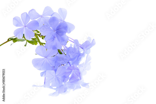 Vászonkép Cape leadwort or Blue plumbago flower isolated on white