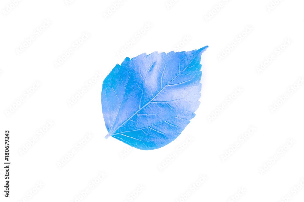 Obraz premium fresh blue leaves isolated on white background