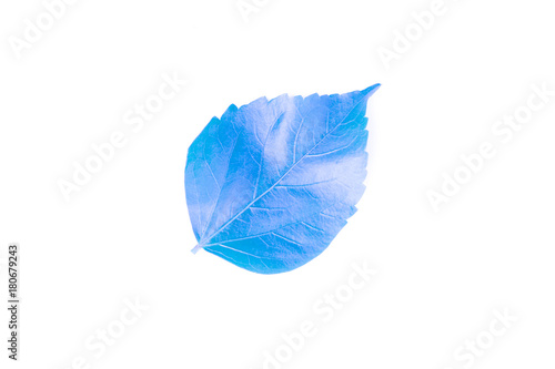 fresh blue leaves isolated on white background