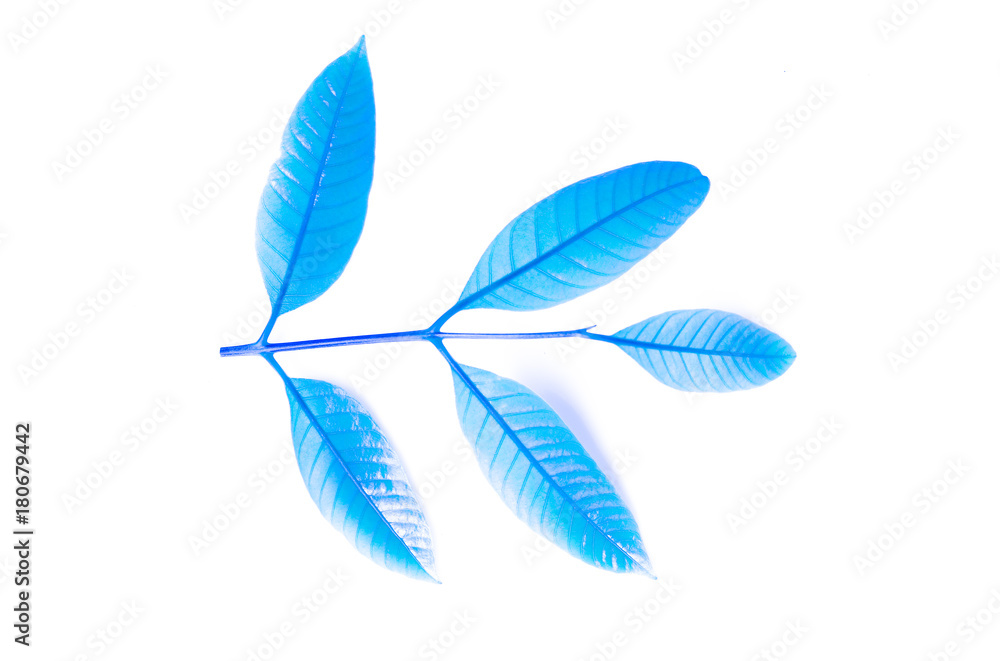 Fototapeta premium fresh blue leaves isolated on white background
