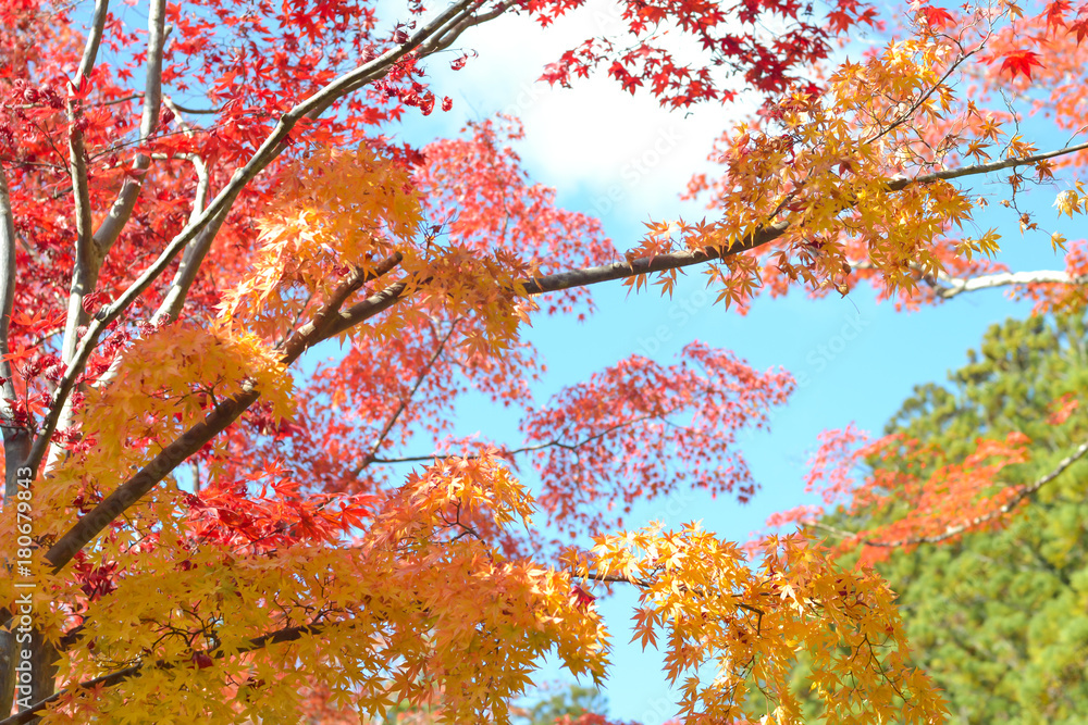 Autumn season of tree and leaves in Japan Autumn season of tree and leaves in Japan