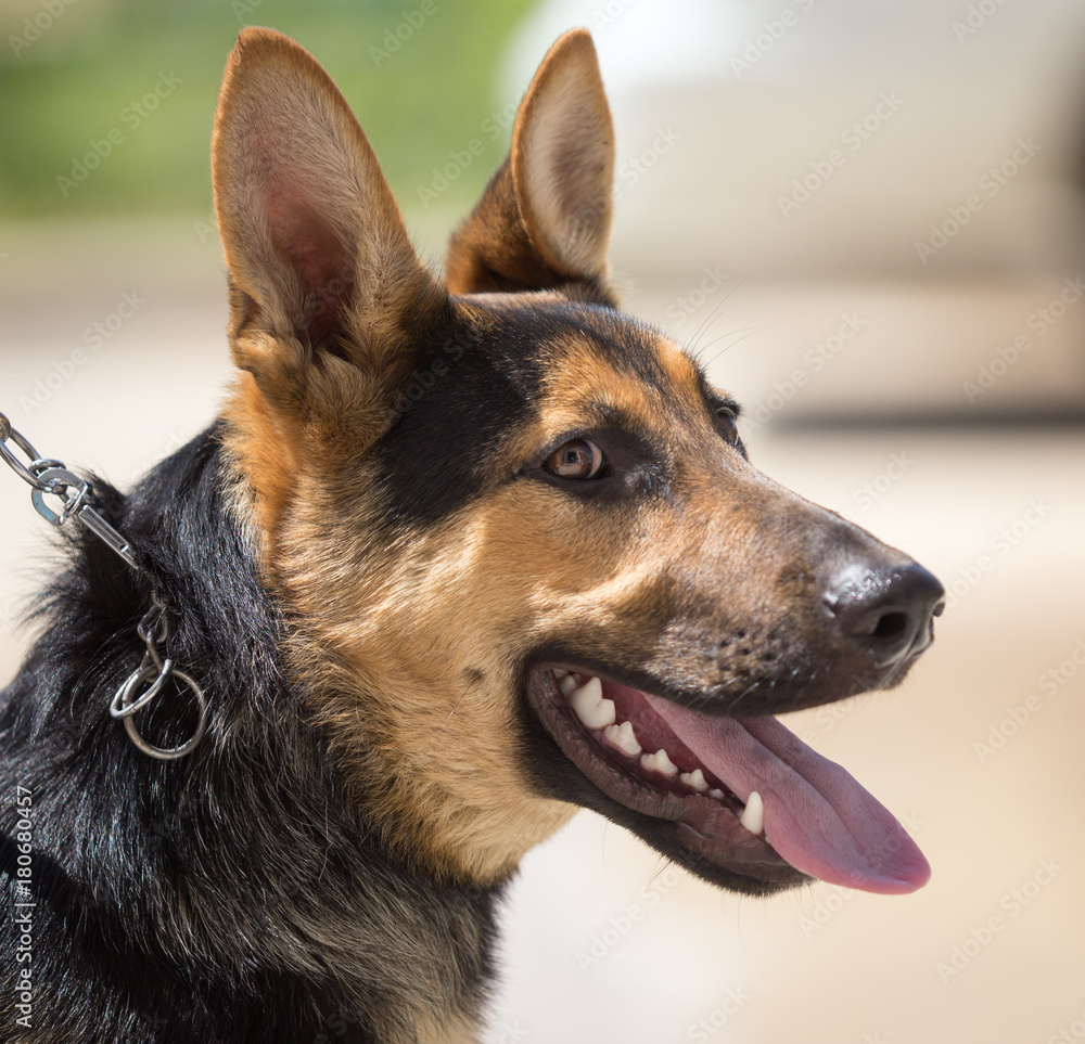 a portrait of a thoroughbred dog a portrait of a thoroughbred dog