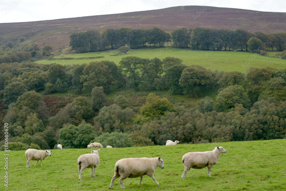 Sheep near Dunkery Beacon, Exmoor, North Devon Sheep near Dunkery Beacon, Exmoor, North Devon