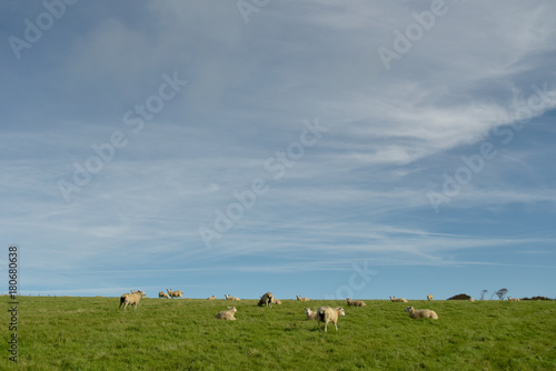 Sheep near County Gate, Exmoor, North Devon