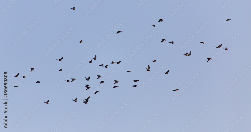 flock of birds of pigeons against blue sky sunset flock of birds of pigeons against blue sky sunset