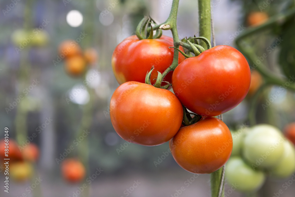 Closeup fresh healthy tomato over blurred tomato field background 