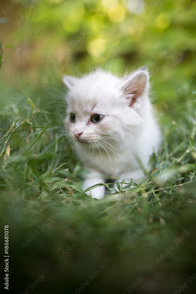 little kitten is walking in green grass outdoors little kitten is walking in green grass outdoors