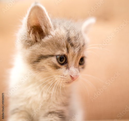portrait of a small kitten © schankz