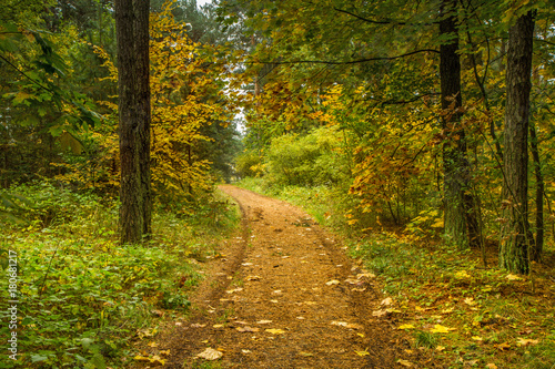Road to the autumn forest