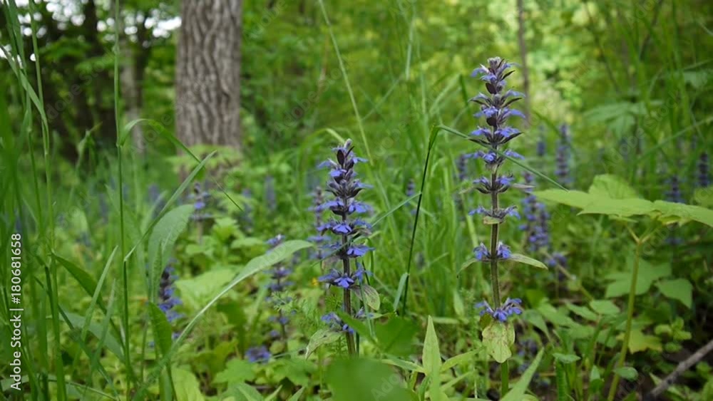 Beautiful Blue Salvia flower in spring. Sooting of static camera close up. Ajuga. Beautiful Blue Salvia flower in spring. Sooting of static camera close up. Ajuga.